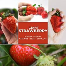Giant strawberry seeds for sale  Shipping to Ireland
