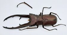 Cyclommatus imperator, Special Mandibles, 65mm, #LC139, used for sale  Shipping to South Africa