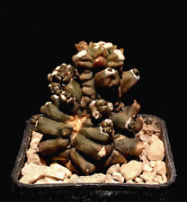 Gymnocalycium kikko haguro gebraucht kaufen  Berlin