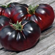 Tomate black beauty gebraucht kaufen  Oldenburg