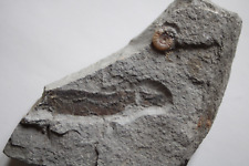 Ammonite promicroceras poisson d'occasion  Saint-Just-de-Claix