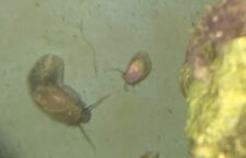 Stomatella snails great for sale  SOLIHULL