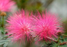 Mimosa tree silk for sale  New Matamoras