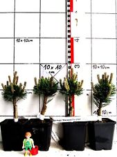 Pinus mugo sherwood gebraucht kaufen  Bad Bergzabern