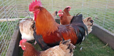 6 wheaten Marans hatching eggs quality birds dark eggs for sale  LANARK