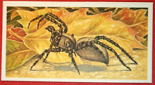 Wolf spider illustrated for sale  DERBY
