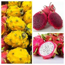 Dragon fruit pack for sale  Shipping to Ireland
