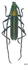 Coleoptera Cerambycidae Aglaoschema camusi Guiana Francesa masculino 11mm comprar usado  Enviando para Brazil