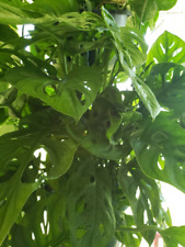 Philodendron adansonii monster for sale  Palm Bay
