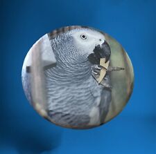 Congo african grey for sale  Providence