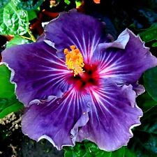 🌺🌺 MADAGASCAR hibiscus MOSCHEUTOS mallow  Malvaceae STARTER 7 cuttings HC6837 for sale  Shipping to South Africa