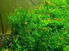 Christmas moss portion for sale  LEICESTER