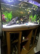 fish tank aquarium pre owned Juwel 180 curved with base cabinet oak effect for sale  MANCHESTER
