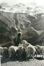 Vintage Rp Postcard Shepherd with Sheep Swiss Alps Switzerland Real Photo for sale  Shipping to South Africa