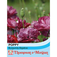 Poppy seeds flowering for sale  IPSWICH