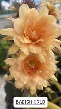 Hildewintera lobivia ""BADISH GOLD"" hybrid astrophytum ariocarpus rare  for sale  Shipping to South Africa
