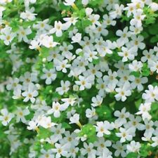 Bacopa snowflake trailing for sale  STOCKPORT
