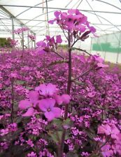 Lunaria annua chedglow for sale  STOKE-ON-TRENT