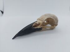 Rook crow skull for sale  WALSALL