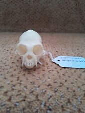 Taxidermy skeleton bones for sale  SAXMUNDHAM