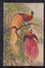 Cartolina uccelli kca192 usato  Italia
