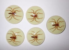 Insect cabochon water for sale  Shipping to Ireland