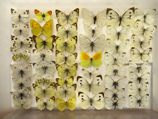 taxidermy moths for sale  WIGTON
