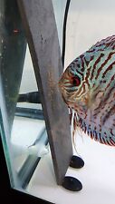Discus angelfish breeding for sale  Minneapolis