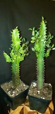 Euphorbia trigona royal for sale  Beallsville
