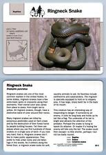 Ringneck snake 28.9 for sale  SLEAFORD