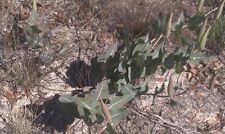 Pinewoods milkweed seeds for sale  Tarpon Springs