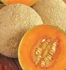 Melon deserten sweet for sale  THORNTON HEATH