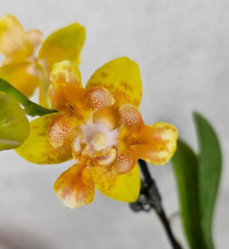 Taiwan rchidee phalaenopsis gebraucht kaufen  Hainburg