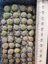 Pseudolithos sphaericus, seedlings, 2 pieces in one lot for sale  Shipping to South Africa