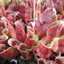 Purple pitcher plant for sale  BROCKENHURST