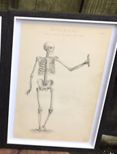 Used, Antique Victorian PHYSIOLOGY PRINT skeleton anatomy human medical book plate for sale  Shipping to South Africa