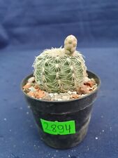 Gymnocalycium parvulum 2894p, used for sale  Shipping to South Africa
