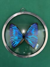 Beautiful blue morpho for sale  Naperville