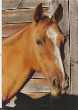 Horse postcard chestnut for sale  ALTON