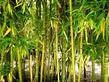 Yellow bamboo seeds for sale  Ravensdale