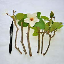 Six Texas / Mexican Wild Olive  (Anacahuita) Semi - Hardwood-Softwood Cuttings. for sale  Shipping to South Africa