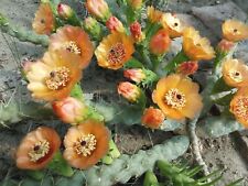 prickly pear cactus for sale  Shipping to Ireland