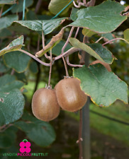 Pianta kiwi jenny usato  Montichiari