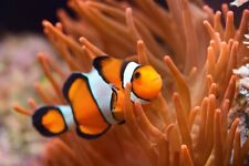 Orange percula clownfish for sale  SWINDON