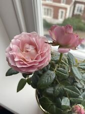 Miniature rose indoor for sale  UK