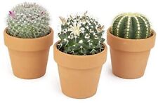 Cactus plants live for sale  Canton