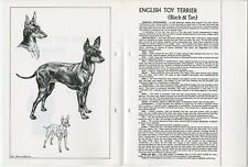 English toy terrier for sale  COLEFORD