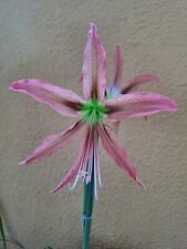 Hippeastrum 'AHn1'- 1 bulb about 1.2 cm in diameter offset, used for sale  Shipping to South Africa