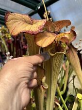 Sarracenia oreophila flava for sale  Sacramento