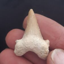 Shark tooth very d'occasion  Expédié en Belgium